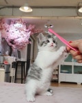 14.3 mil Me gusta, 223 comentarios - 캣프렌즈 먼치킨고양이분양 특수묘종 고양이분양 전문 (@catfriends1004) en Instagram... 