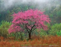 Pin by Greg Simpson on Plants in 2022 | Redbud tree, Picture tree, Eastern redbud