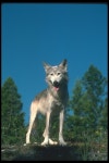 회색이리 - Animal Pictures Archive: Animal Photo Album - Animals Photos Gray Wolf in a Lush Green Field