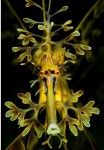 Seahorse에 관한 44개의 최상의 Pinterest 이미지 | Sea dragon, 말 및 해마 Seahorse