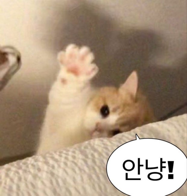 멜티도나 이미지