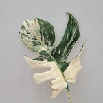 [새순올라온]몬스테라 알보 보르시지아나 바리에가타 67/동일품배송 - 공기정화식물(air purifying plants)