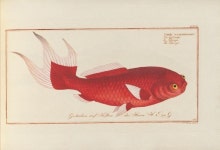 Pin page Pin de Taka Minami en Goldfish 金魚 Peixe Dourado 金鱼 Poisson rouge 금붕어 Cyprin doré Pesce rosso  Goldfisch Pez... 