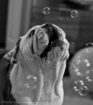 Furry Friends에 관한 39개의 최상의 Pinterest 이미지 Furry Friends