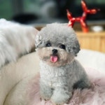Pin page poodle kennel on Instagram: 역시 쵝오 #예쁜푸들분양 #정직한강아지분양 #건강한강아지분양 #실버푸들전문켄넬  #푸들스타... 
