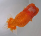 top view ranchu에 있는 Biophilist님의 핀 - 2022