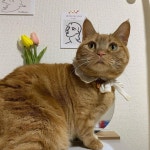 すず&りんはInstagramを利用しています:「今年もいっぱい遊ぶにゃん🐈 #cat#ネコ#고양이 #ねこ#マンチカン#短足マンチカン #茶トラ女子部... 