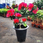 하늘농원 색감이 쨍한 부겐베리아(Bougainvillea Glabra) - 공기정화식물(air purifying plants)