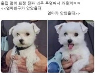 울집 멈머의 투명한 표정