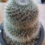 옹옥 - 선인장(Cactus)
