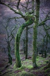 Trees에 관한 227개의 최상의 Pinterest 이미지 Trees
