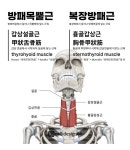 방패목뿔근 #복장방패근 #갑상설골근 #흉골갑상근 #thyrohyoid #sternothyroid #muscle 근육그림과 명칭 일러스트. 캘리디자인 #musclestudy