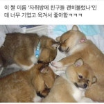 자취방에 친구들 괜히 불렀나.. 자취방에 친구들 괜히 불렀나.. | 아기 동물, 귀여운 아기 동물, 귀여운 고양이와 강아지