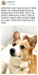 새벽에 쓰러진 엄마를 구해낸 멍뭉이 - 2021 | 동물, 고양이, 귀엽다