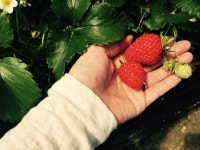 #체험펜션 #키즈펜션 #양평펜션 #딸기체험 #라고체험펜션 | 버킷리스트