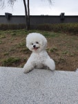 Bichon... LULU & LALA에 있는 pona k님의 핀 - 2020 | 비숑