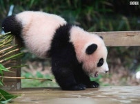 팬더노래뮤비방 | Pin page Pin von Beauty soogi auf 바오네가족🐼 and 팬더 in 2024