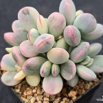 방울복랑금 2-169(Cotyledon orbiculata cv variegated) - 다육금(Variegated)