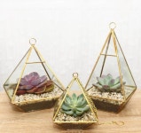 Succulents에 관한 10개의 최상의 Pinterest 이미지 | 다육 식물, 실내용 화초 및 조경 Succulents