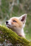 fox에 관한 18개의 최상의 Pinterest 이미지 | 여우, 야생 동물 및 붉은여우 fox