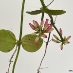 디시디아 넘초크 공기정화식물 행잉플랜트 키우기쉬운식물 - 공기정화식물(air purifying plants)