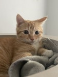 동글동글이ᰔᩚ on Twitter | Baby cats, Cute cats, Cute little animals