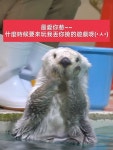 #海獺 #해달 #seaotter