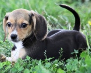 Dog의 최고 인기 이미지 287개 | Beagle, Italia 및 Meghan markle Dog