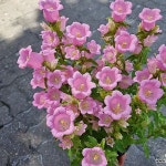 [하와이꽃집] 아름다워 그레이스캄파눌라15cm포트(Campanula... (Foliage) [하와이꽃집] 아름다워 그레이스캄파눌라15cm포트... 