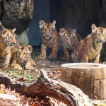 [에버랜드 할인/이벤트] 오늘은 타이거밸리 한국호랑이 ‘오둥이’ 탄생 100일! 그리고 세계동물의 날! #1004_오둥이 #100일 축하해 주세요... 