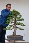 Pin von 보민 auf 도자기 | Bonsai, Garten, Natur