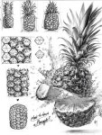 파인애플 그리는 법🍍 How to draw a pineapple🍍파인애플은... 다만 파인애플 겉면의 무늬가 복잡해보여서 그림으로 그릴... 