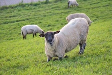 Pixabay의 무료 이미지 - 양, 목장, 양모, 목초지, 시골의, 포유류, 동물, 자연 | Animals, Lamb