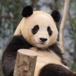 더쿠 - 아침에보면 더 좋은 푸바오♥︎