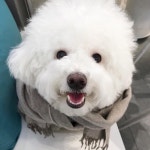 내 햄복 미소 보시고 오늘도 행복하시개! 내일도 웃으시개 찡-끗!  …    내 햄복 미소 보시고 오늘도 행복하시개! 내일도 웃으시개😛💓 찡... 