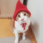 빨간모자 삐용 #삐용 #모자 #빨간모자 #넘나이쁜것 #귀요미 #고양이 #냐옹 #코숏 #치즈냥 #냥스타그램 #캣스타그램 #cat #redhat... 