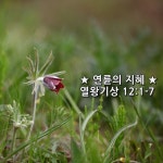 ★ 연륜의 지혜 ★ 열왕기상 12:1-7,12-17 | 지혜