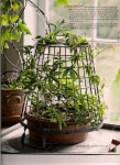 cage gardening | 미니어처 페어리 가든, 작은 정원, 페어리가든