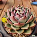 솜니엄 헤어(somnium hair) | 1세대 솜니엄 대품 (은다육수제화분)(E. Somnium) - 다육식물(Succulents) 1세대 솜니엄 대품 (은다육수제화분)(E. Somnium) - 다육식물...