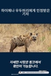하이에나 우두머리에게 인정받은 기자