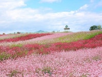 “지난 해에만 70만 명이 찾은 소문난 꽃밭”… 지금 가면 ‘무료’ 입장