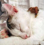 Neustále aktualizovaná galerie těch nejlepších fotek všech dubánků, které jsem zatím vytvořil. | 공예, 천