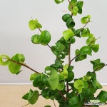 [진아플라워] 잎이 동글동글 돌돌 말린 귀여운 바로크 벤자민 099 화원 농원(Ficus benjamina cv. &amp;#039;Barok&amp;#039;) - 공기정화...