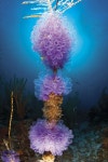 ReefRelief에 관한 36개의 최상의 Pinterest 이미지 | 생선, 물고기자리 및 자연 ReefRelief