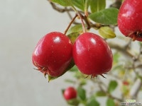 939. 루비산사 - 완성품, 결실주 : Bonsai - 엑스플랜트