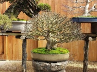 Pin by 해숙 김 on Bonsai in 2020 | Bonsai, Plants