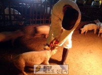 넘어선 우제류는 모두 해당    돼지는 1차 접종 1개월 후 2차 접종까지 의무    안동시는 구제역 발생 예방을 위하여 소, 돼지,… - 2020... 
