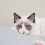 #랙돌 #반려묘 #씰바이컬러 #블루바이컬러 #개냥이 #고양이 #catstagram #ragdoll #ragdollcat #sealbicolor #bluebicolor #cat... 