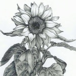 #sunflower #iloveflowers #art #pencil #drawing #sun #summer #nature #flower #blackandw… | 스케치, 일러스트레이션, 그림