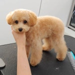 모습 트리밍매직에서 목욕으로 적응훈련이 잘 되어서 인지... #트리밍매직 #푸들미용 #배냇미용 #아기강아지미용 #테디베어컷 #가… | Pet... 